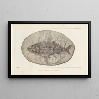 Recherches sur les poissons fossiles Pl223 - Louis Agassiz — framed artwork on a wall