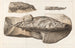 Recherches sur les poissons fossiles Pl224 - Louis Agassiz — artwork view