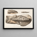 Recherches sur les poissons fossiles Pl224 - Louis Agassiz — framed artwork on a wall