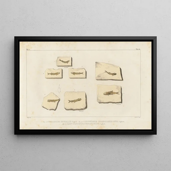 Recherches sur les poissons fossiles Pl226 - Louis Agassiz — framed artwork on a wall