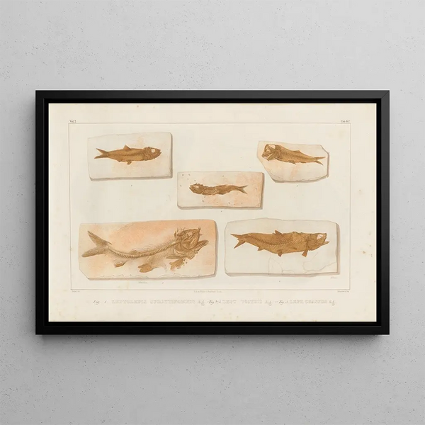 Recherches sur les poissons fossiles, Pl227 - Louis Agassiz — framed artwork on a wall