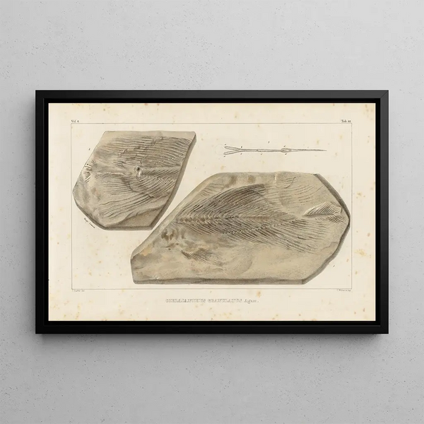Recherches sur les poissons fossiles Pl228 - Louis Agassiz — framed artwork on a wall
