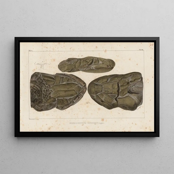 Recherches sur les poissons fossiles, Pl229 - Louis Agassiz — framed artwork on a wall