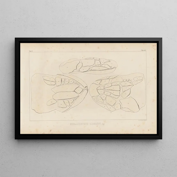 Recherches sur les poissons fossiles Pl230 - Louis Agassiz — framed artwork on a wall