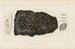 Recherches sur les Poissons Fossiles Pl231 - Louis Agassiz — artwork view