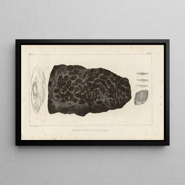 Recherches sur les Poissons Fossiles Pl231 - Louis Agassiz — framed artwork on a wall