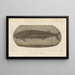 Recherches sur les poissons fossiles Pl232 - Louis Agassiz — framed artwork on a wall