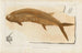 Recherches sur les poissons fossiles Pl233 - Louis Agassiz — artwork view