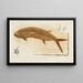 Recherches sur les poissons fossiles Pl233 - Louis Agassiz — framed artwork on a wall