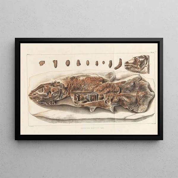 Recherches sur les poissons fossiles Pl234 - Louis Agassiz — framed artwork on a wall