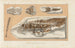 Recherches sur les poissons fossiles Pl236 - Louis Agassiz — artwork view