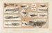 Recherches sur les poissons fossiles Pl239 - Louis Agassiz — artwork view