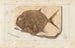 Recherches sur les poissons fossiles Pl240 - Louis Agassiz — artwork view