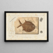 Recherches sur les poissons fossiles Pl241 - Louis Agassiz — framed artwork on a wall