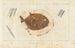 Recherches sur les poissons fossiles Pl242 - Louis Agassiz — artwork view