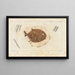 Recherches sur les poissons fossiles Pl242 - Louis Agassiz — framed artwork on a wall