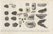 Recherches sur les poissons fossiles Pl243 - Louis Agassiz — artwork view