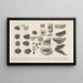 Recherches sur les poissons fossiles Pl243 - Louis Agassiz — framed artwork on a wall