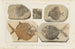 Recherches sur les Poissons Fossiles Pl245 - Louis Agassiz — artwork view