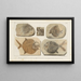 Recherches sur les Poissons Fossiles Pl245 - Louis Agassiz — framed artwork on a wall