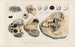 Recherches sur les poissons fossiles Pl247 - Louis Agassiz — artwork view