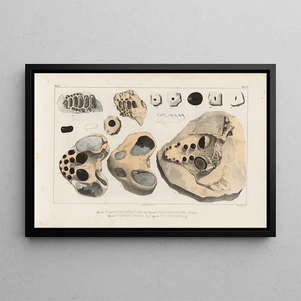 Recherches sur les poissons fossiles Pl247 - Louis Agassiz — framed artwork on a wall