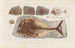 Recherches sur les poissons fossiles Pl248 - Louis Agassiz — artwork view