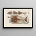 Recherches sur les poissons fossiles Pl248 - Louis Agassiz — framed artwork on a wall