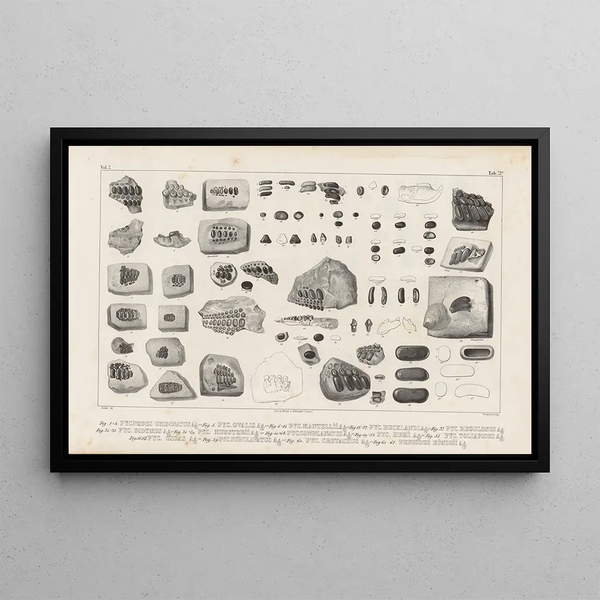 Recherches sur les poissons fossiles Pl249 - Louis Agassiz — framed artwork on a wall