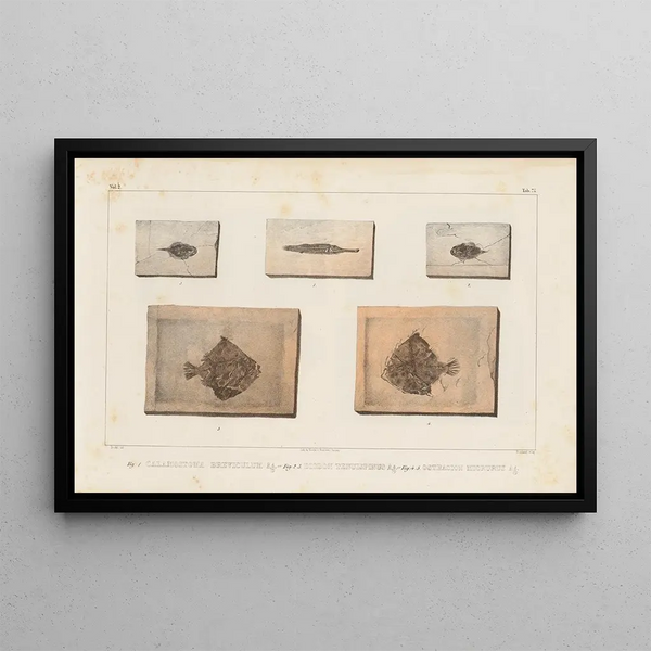 Recherches sur les poissons fossiles Pl251 - Louis Agassiz — framed artwork on a wall