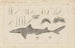 Recherches sur les poissons fossiles Pl. 254 - Louis Agassiz — artwork view