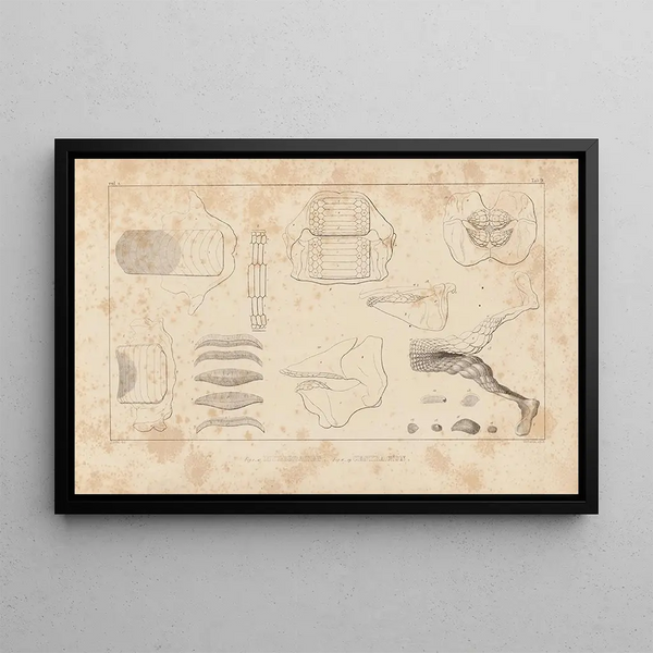 Recherches sur les poissons fossiles Pl256 - Louis Agassiz — framed artwork on a wall