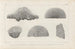 Recherches sur les poissons fossiles Pl262 - Louis Agassiz — artwork view