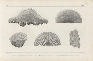 Recherches sur les poissons fossiles Pl262 - Louis Agassiz — artwork view