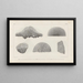 Recherches sur les poissons fossiles Pl262 - Louis Agassiz — framed artwork on a wall
