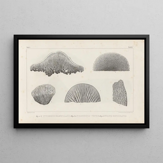 Recherches sur les poissons fossiles Pl262 - Louis Agassiz — framed artwork on a wall