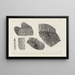 Recherches sur les poissons fossiles Pl264 - Louis Agassiz — framed artwork on a wall