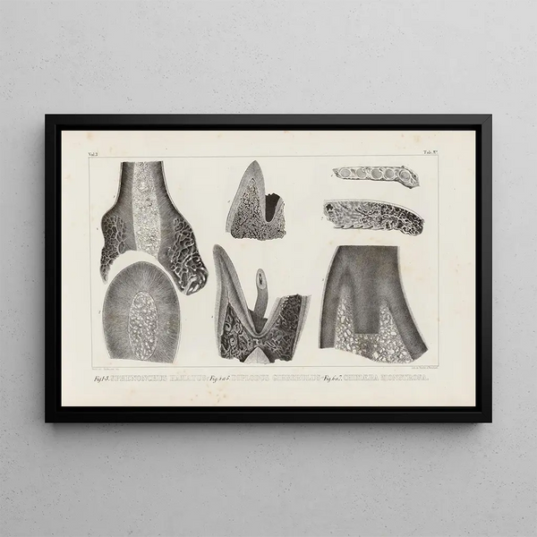 Recherches sur les poissons fossiles Pl266 - Louis Agassiz — framed artwork on a wall