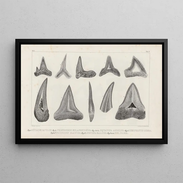 Recherches sur les poissons fossiles Pl267 - Louis Agassiz — framed artwork on a wall
