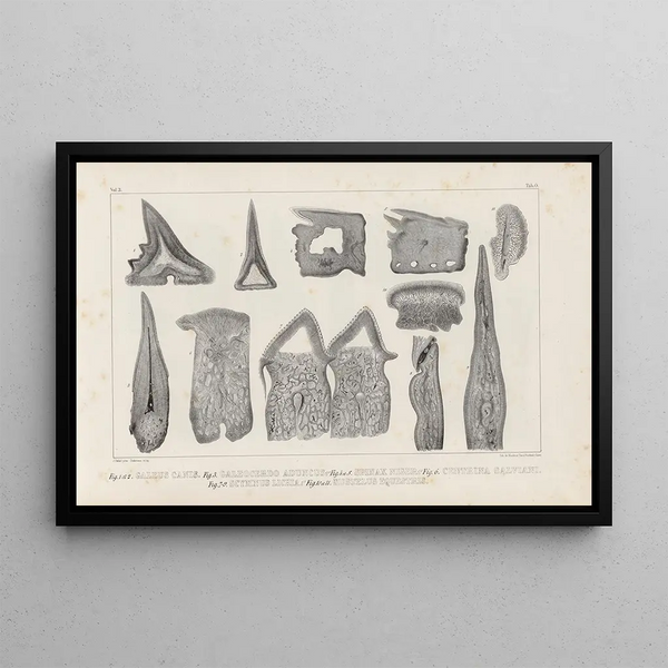 Recherches sur les poissons fossiles Pl268 - Louis Agassiz — framed artwork on a wall