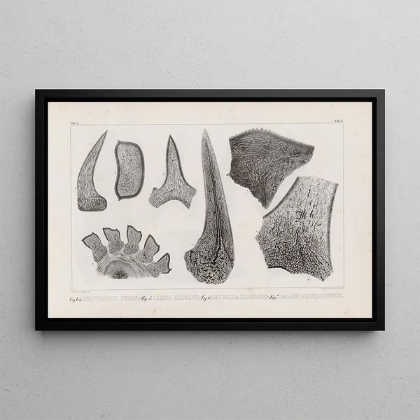 Recherches sur les poissons fossiles Pl269 - Louis Agassiz — framed artwork on a wall