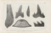 Recherches sur les poissons fossiles Pl270 - Louis Agassiz — artwork view