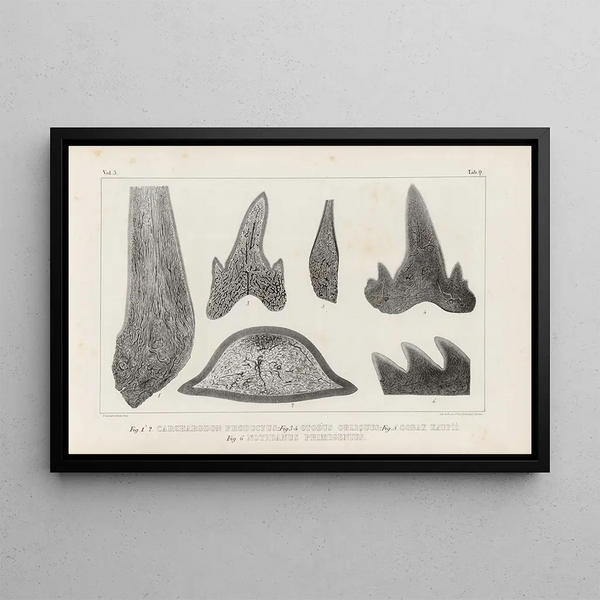 Recherches sur les poissons fossiles Pl270 - Louis Agassiz — framed artwork on a wall