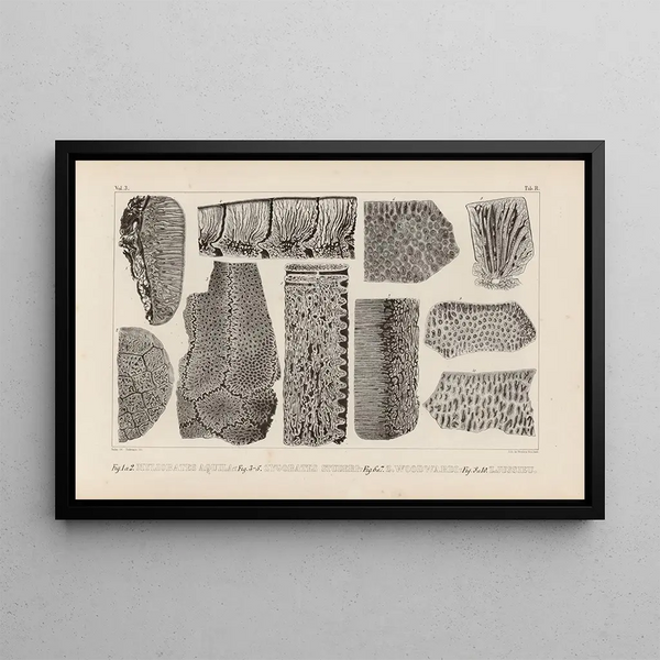 Recherches sur les poissons fossiles Pl271 - Louis Agassiz — framed artwork on a wall