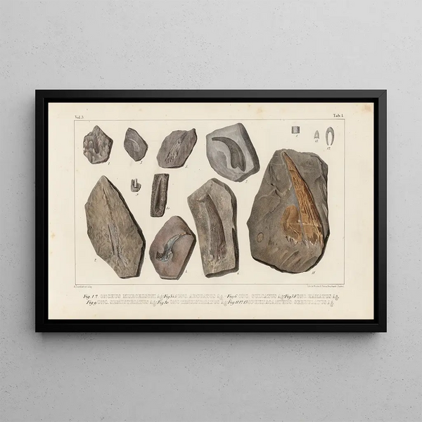 Recherches sur les poissons fossiles Pl273 - Louis Agassiz — framed artwork on a wall
