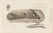 Recherches sur les poissons fossiles Pl275 - Louis Agassiz — artwork view