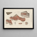 Recherches sur les poissons fossiles Pl276 - Louis Agassiz — framed artwork on a wall