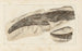 Recherches sur les poissons fossiles Pl277 - Louis Agassiz — artwork view