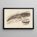 Recherches sur les poissons fossiles Pl277 - Louis Agassiz — framed artwork on a wall