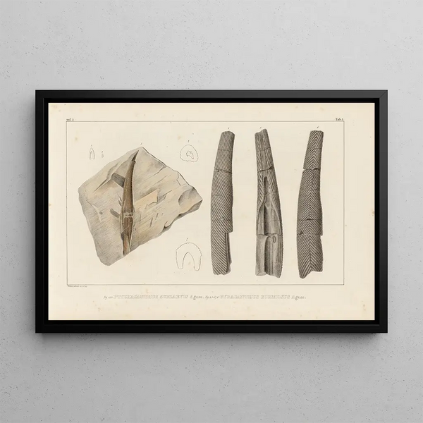Recherches sur les poissons fossiles Pl278 - Louis Agassiz — framed artwork on a wall